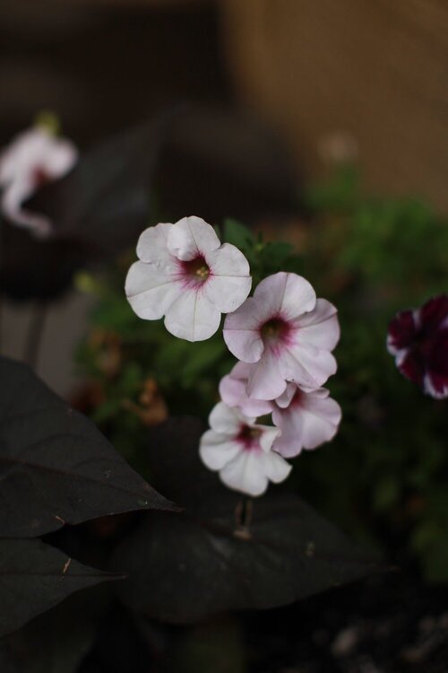 Ritual: Five Daily Rituals from Finland for Connecting to Nature and Increasing Your Life Force!-Tea Huntress