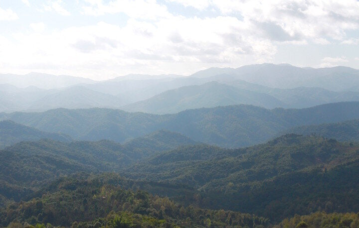 Rewilding-Tea Huntress