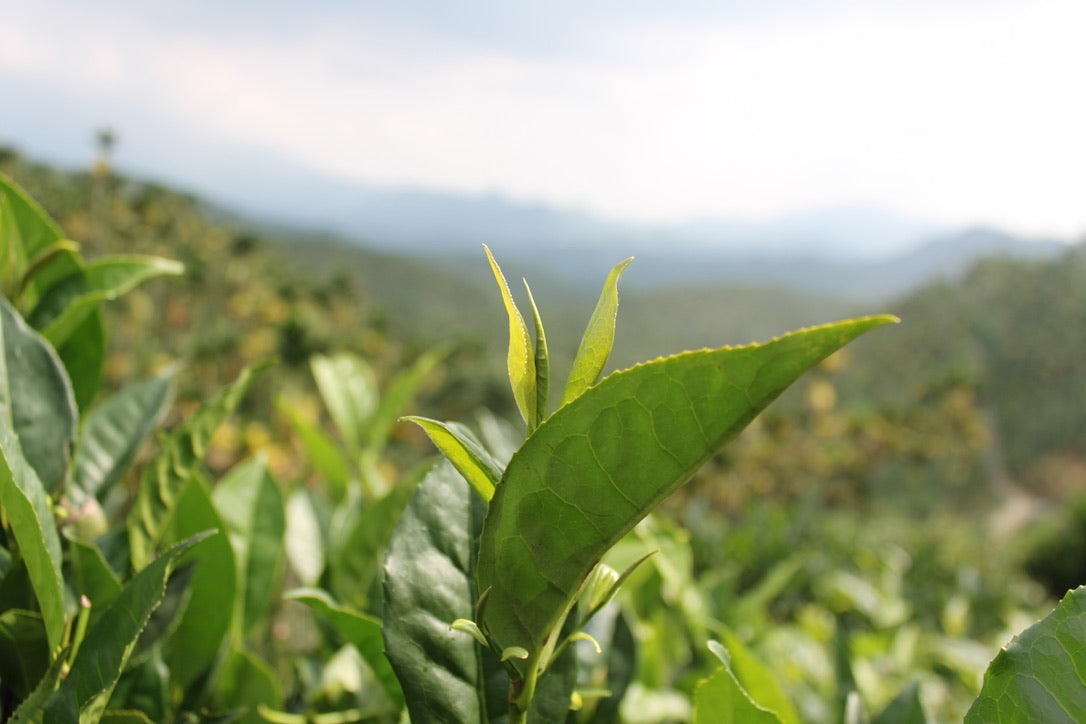 Tea Journey & Tasting