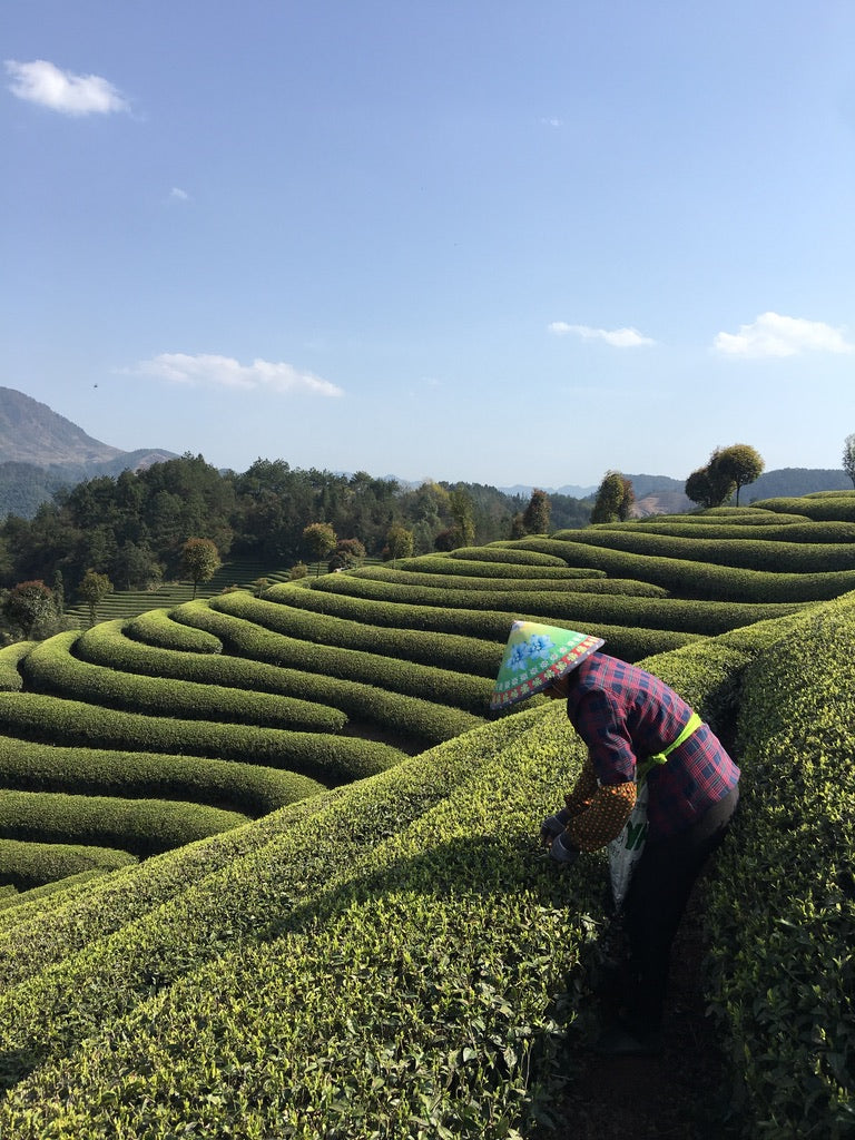 Tea Journey & Tasting