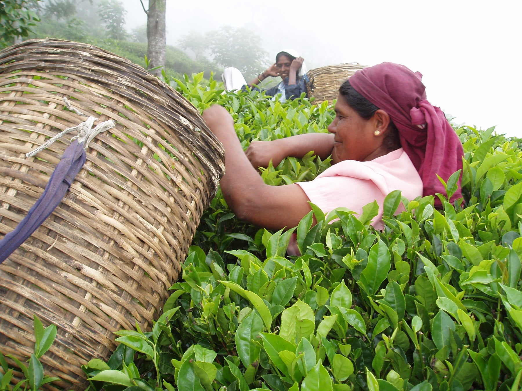 Tea Journey & Tasting